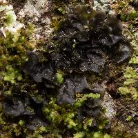 Collema subflaccidum image