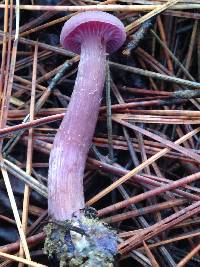 Laccaria amethysteo-occidentalis image