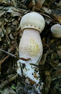 Leucoagaricus americanus image