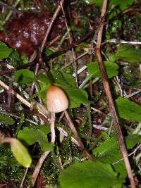 Mycena capillaripes image