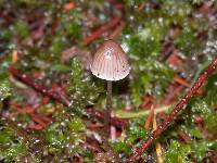 Mycena capillaripes image