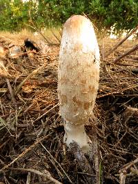 Coprinus comatus image