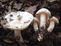 Hygrophorus chrysodon image