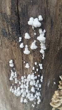 Schizophyllum commune image