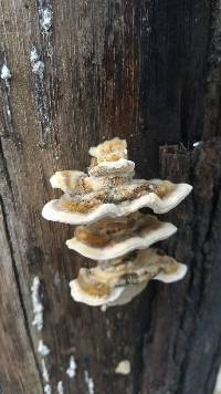 Trametes versicolor image