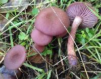 Laccaria amethysteo-occidentalis image