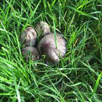 Coprinopsis atramentaria image