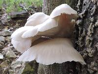 Pleurotus pulmonarius image