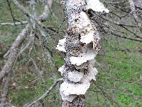 Trametes hirsuta image