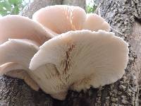 Pleurotus pulmonarius image