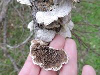 Trametes hirsuta image