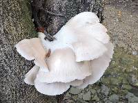 Pleurotus pulmonarius image