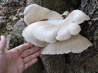 Pleurotus pulmonarius image