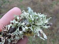 Ramalina complanata image