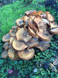 Armillaria mellea image