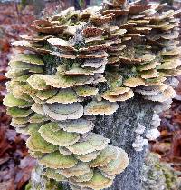 Trametes versicolor image