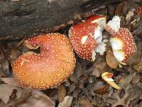 Amanita muscaria image