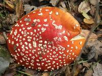 Amanita muscaria image