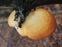 Polyporus alveolaris image