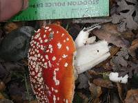 Amanita muscaria image