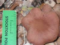 Laccaria amethysteo-occidentalis image