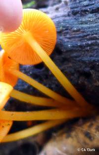 Mycena leaiana image