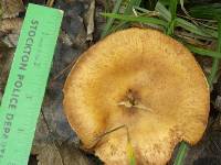 Armillaria mellea image