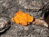 Tremella aurantia image