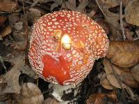 Amanita muscaria image