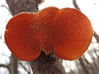 Polyporus alveolaris image