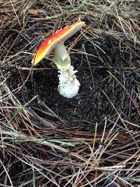 Amanita muscaria image