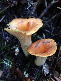 Gomphus floccosus image