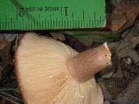 Lactarius xanthogalactus image