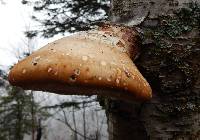 Fomitopsis betulina image