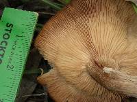 Armillaria mellea image