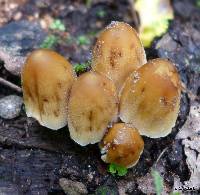 Coprinellus micaceus image