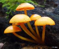 Mycena leaiana image