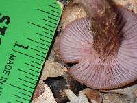 Laccaria amethysteo-occidentalis image