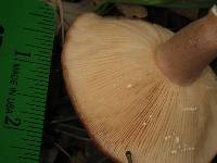 Lactarius xanthogalactus image