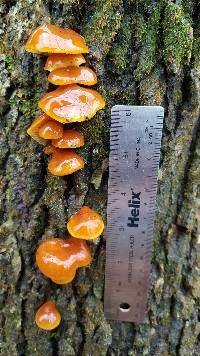 Galerina marginata image