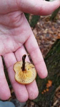 Galerina marginata image