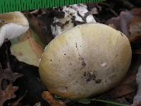 Amanita phalloides image