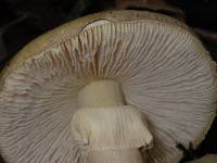 Amanita phalloides image