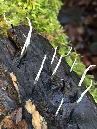 Xylaria hypoxylon image