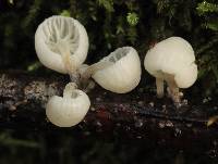 Hemimycena candida image