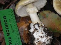 Amanita phalloides image