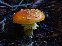Amanita muscaria image
