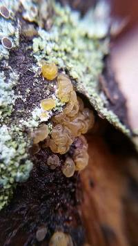 Tremella mesenterica image