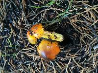 Hygrocybe singeri image