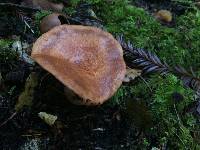 Lactarius xanthogalactus image